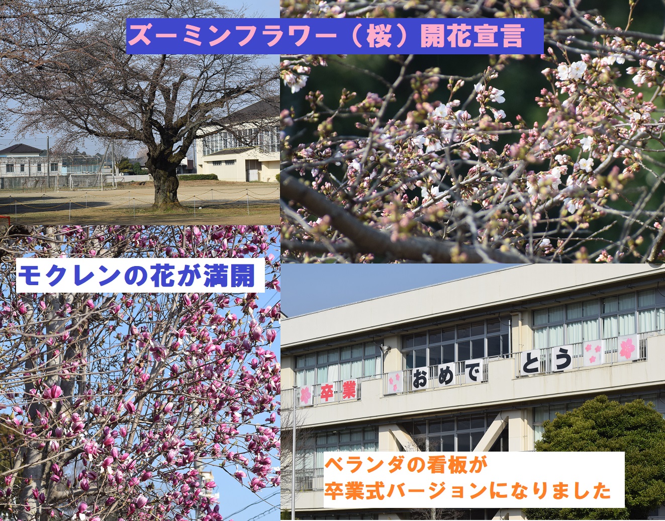 ００桜開花